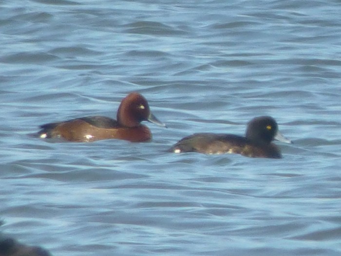 Ferruginous Duck