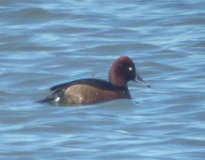 Ferruginous Duck