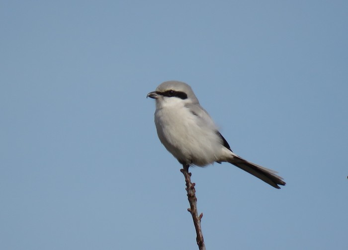 Great Grey Shrike