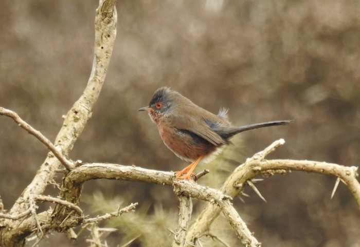 Dartford Warbler