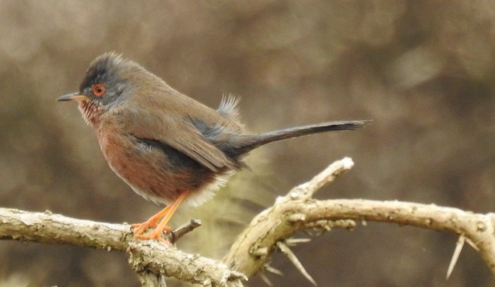 Dartford Warbler