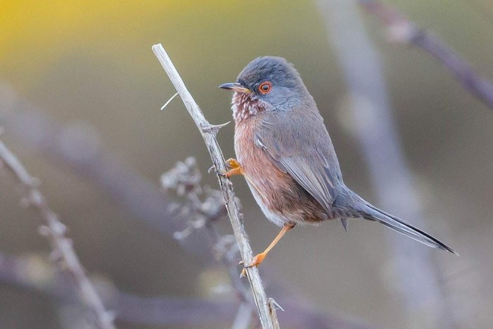 Dartford Warbler