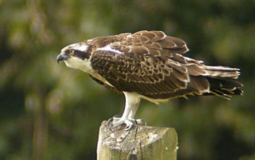 Osprey