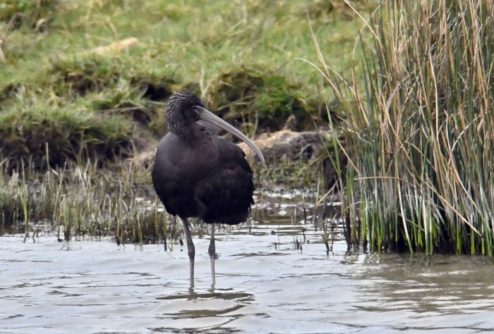 Glossy Ibis