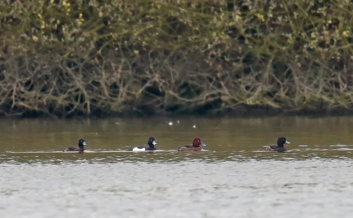 Ferruginous Duck