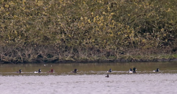 Ferruginous Duck