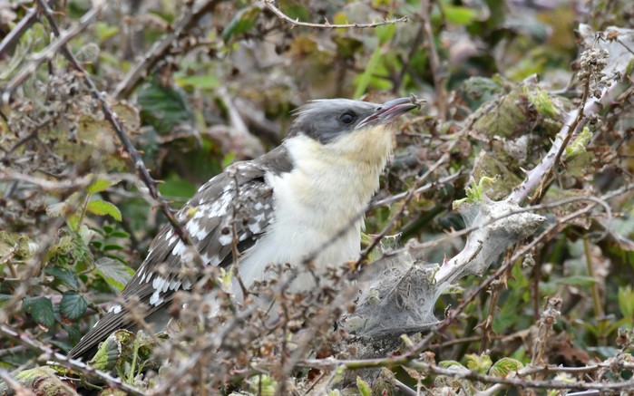 Great Spotted Cuckoo