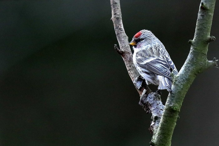 Mealy Redpoll