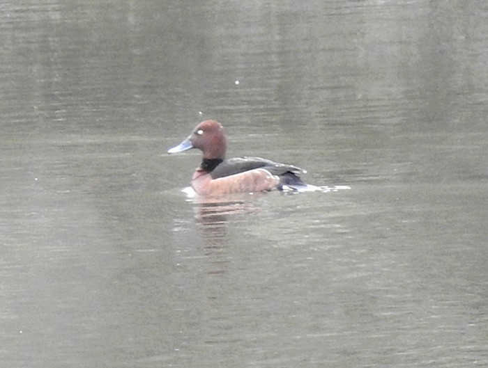 Ferruginous Duck