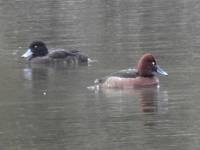 Ferruginous Duck