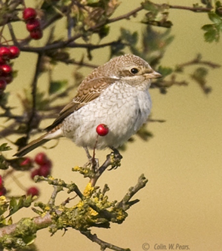 Red-backed Shrike