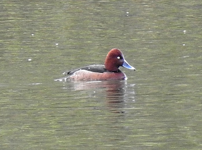 Ferruginous Duck