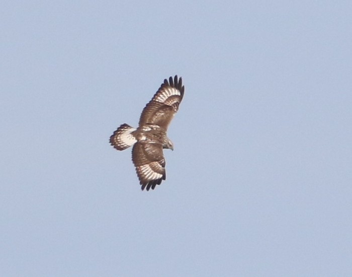 Rough-legged Buzzard