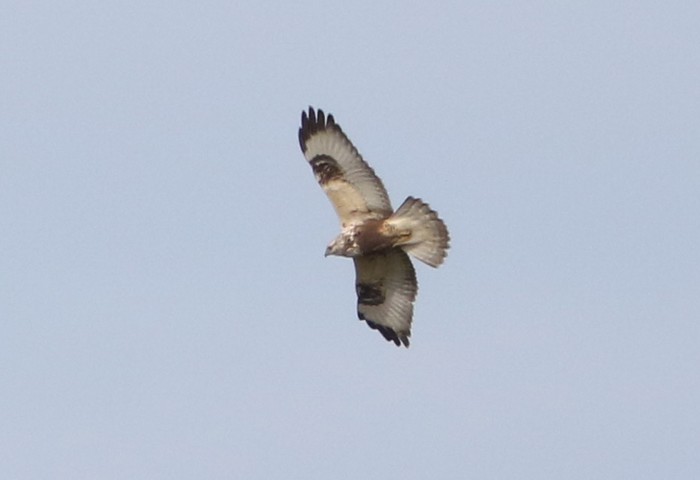 Rough-legged Buzzard