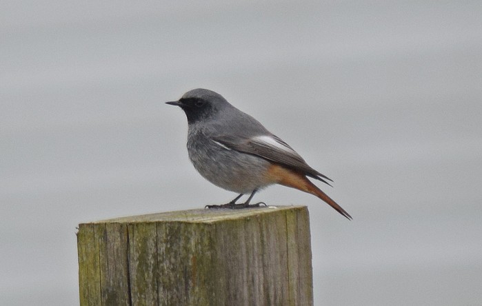 Black Redstart