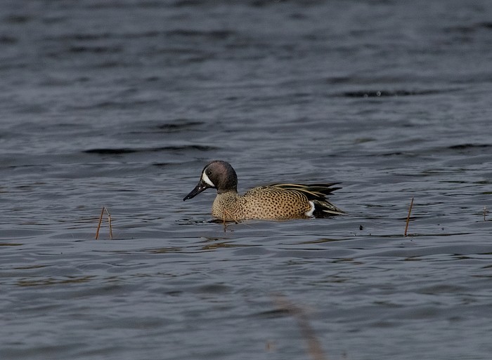 Blue-winged Teal
