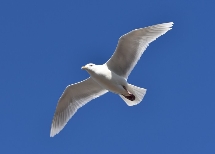 Glaucous Gull