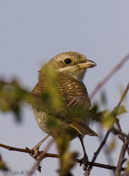 Red-backed Shrike