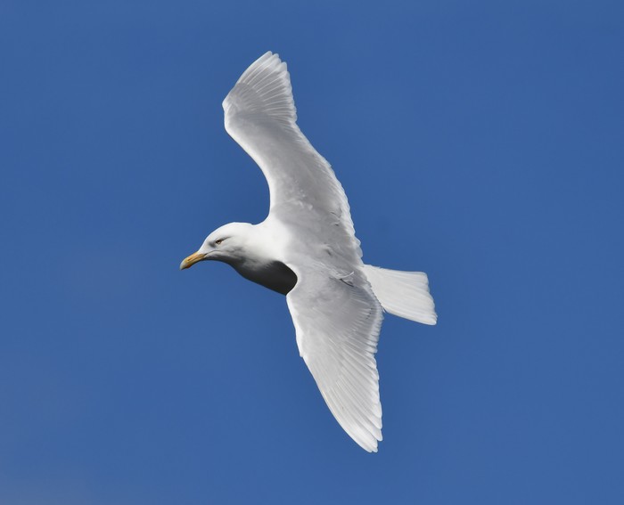 Glaucous Gull