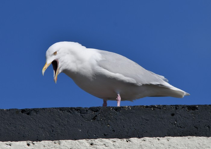 Glaucous Gull