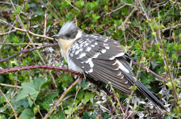 Great Spotted Cuckoo