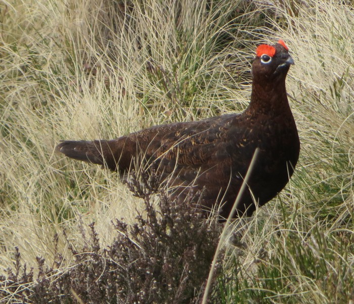 Red Grouse
