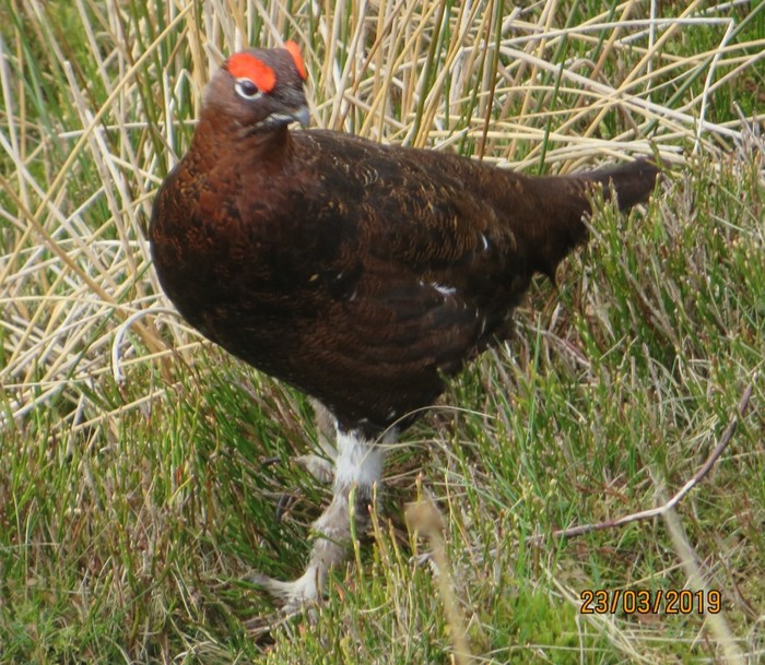 Red Grouse