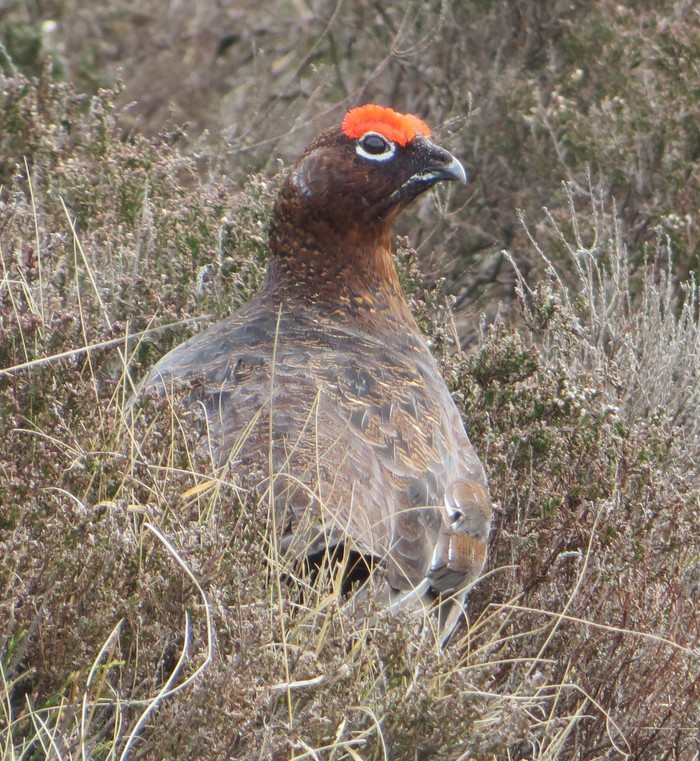 Red Grouse