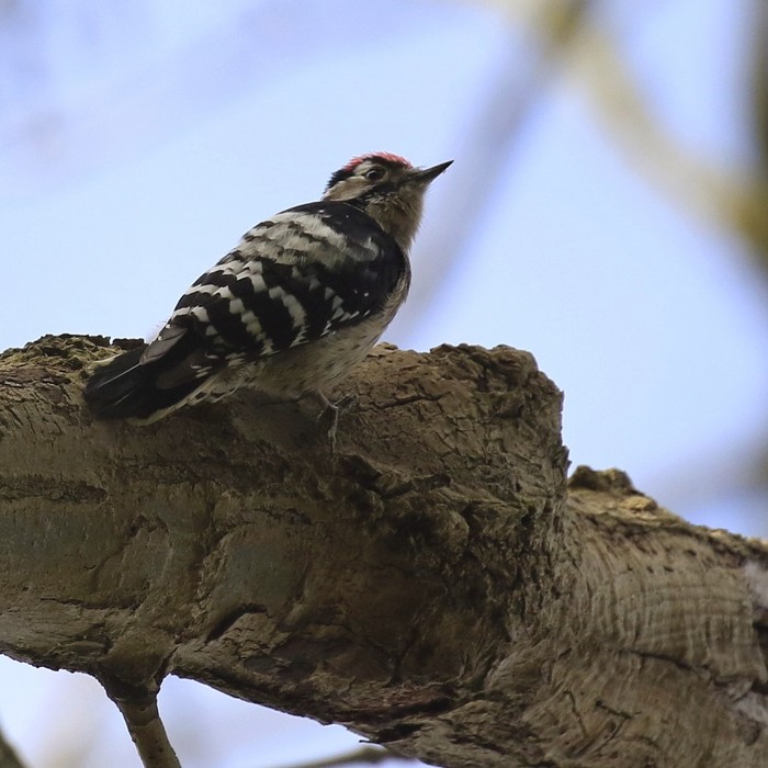Lesser Spotted Woodpecker