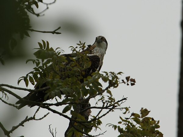 Osprey