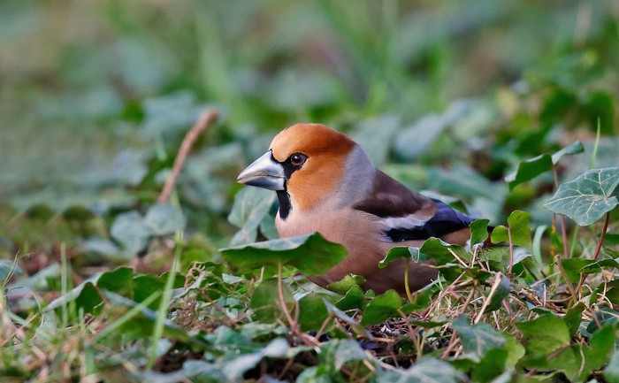 Hawfinch