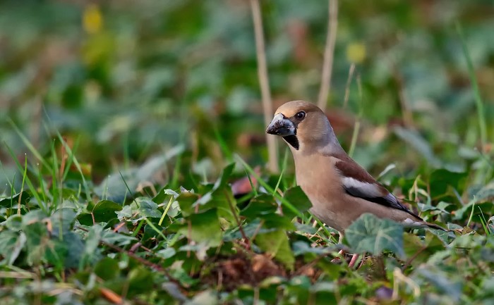 Hawfinch