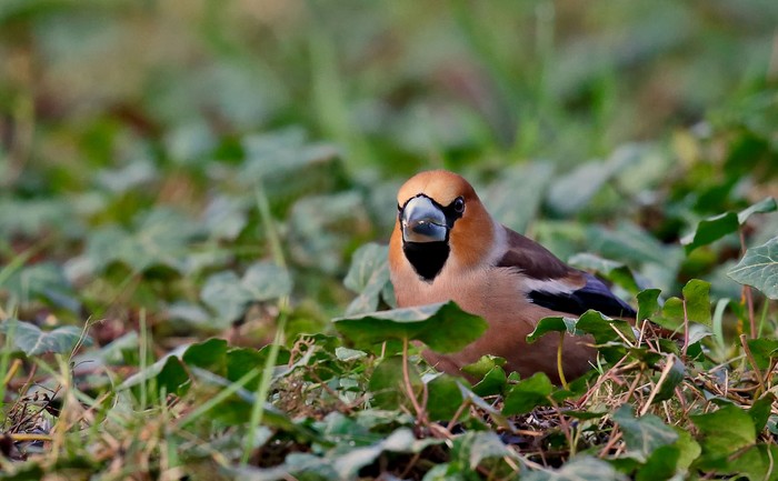 Hawfinch