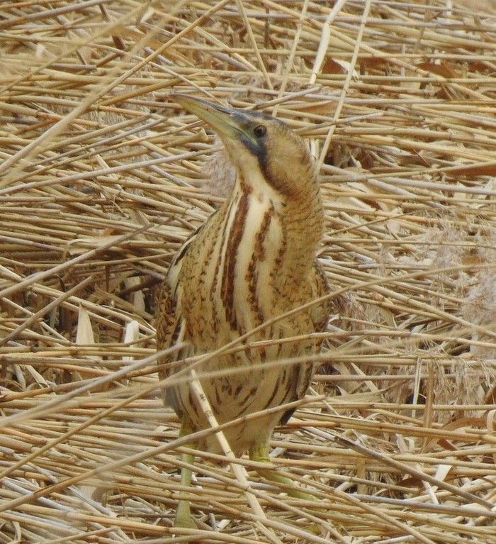 Bittern