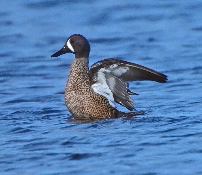 Blue-winged Teal