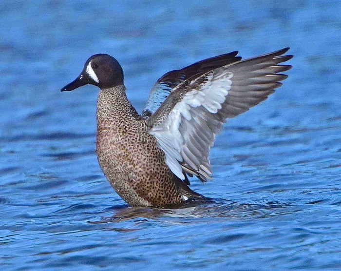 Blue-winged Teal