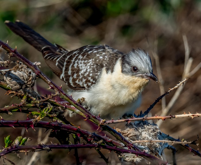 Great Spotted Cuckoo