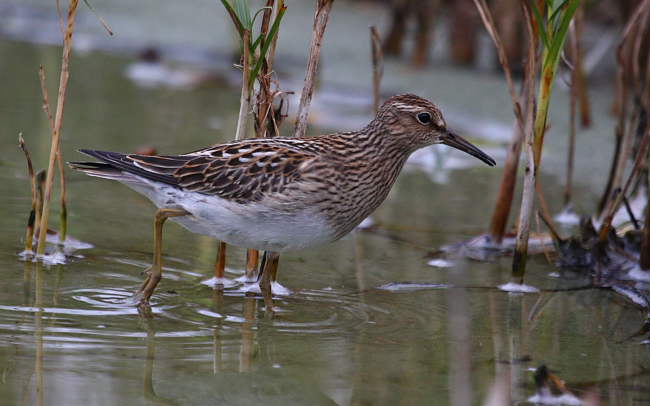Pectoral Sandpiper