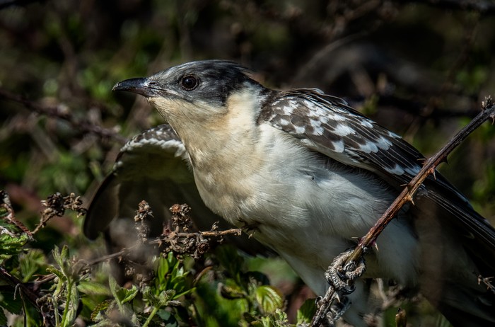 Great Spotted Cuckoo