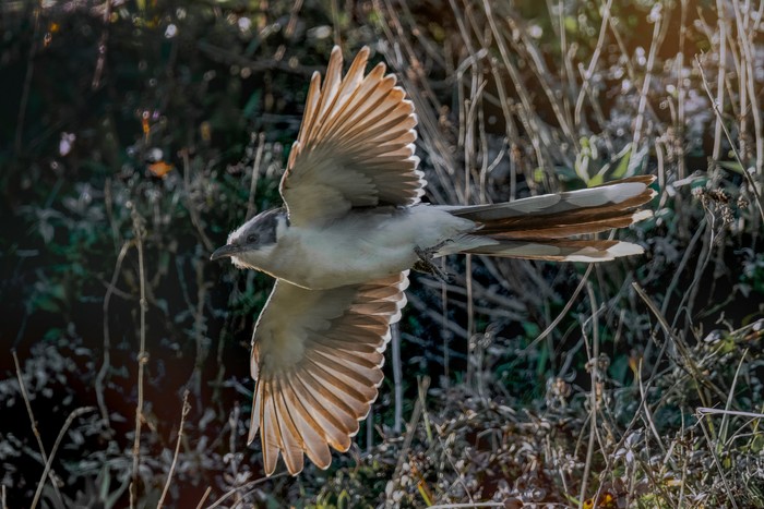 Great Spotted Cuckoo