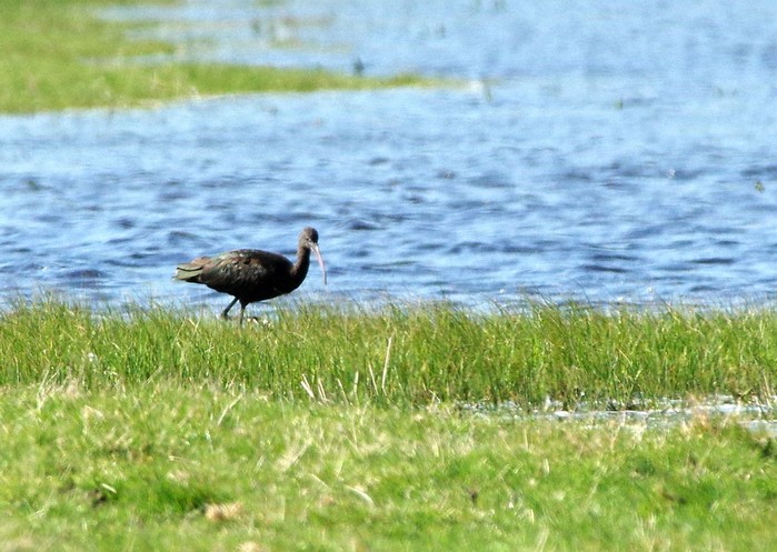 Glossy Ibis