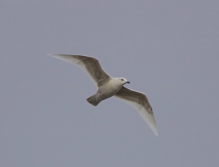 Iceland Gull