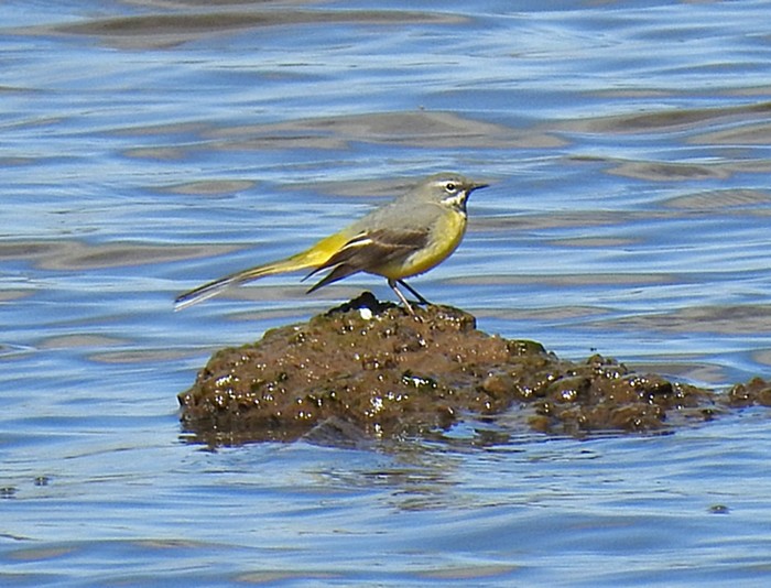 Grey Wagtail
