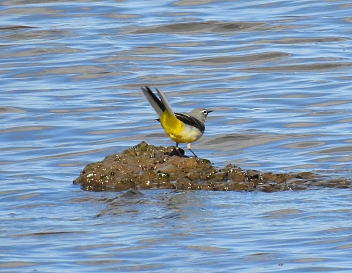 Grey Wagtail