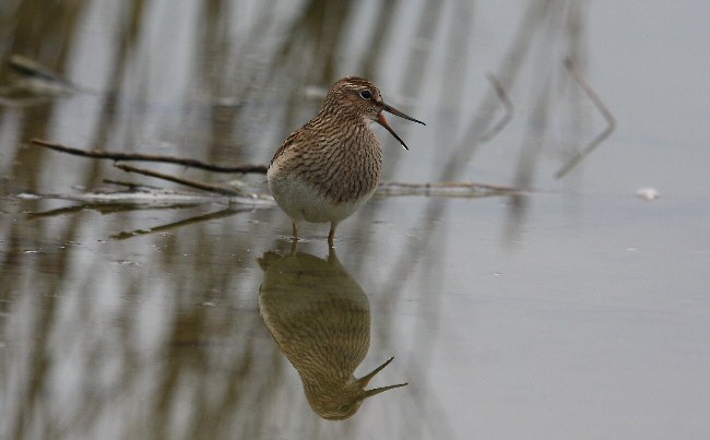 Pectoral Sandpiper