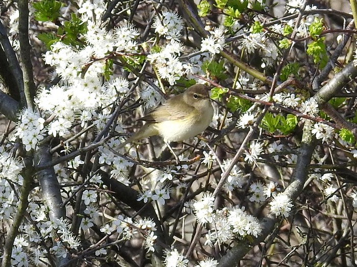 Chiffchaff