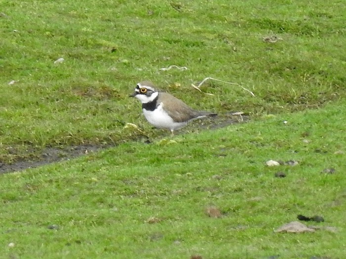 Little Ringed Plover