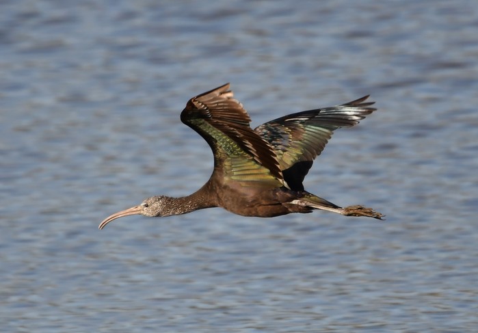 Glossy Ibis