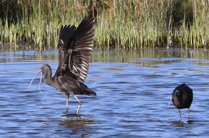 Glossy Ibis