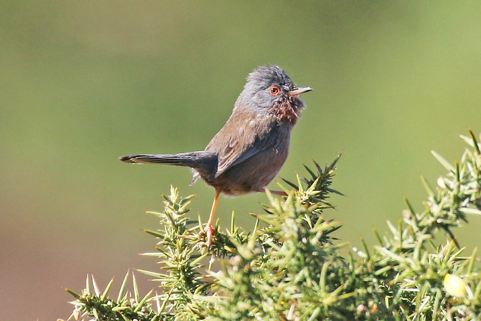 Dartford Warbler